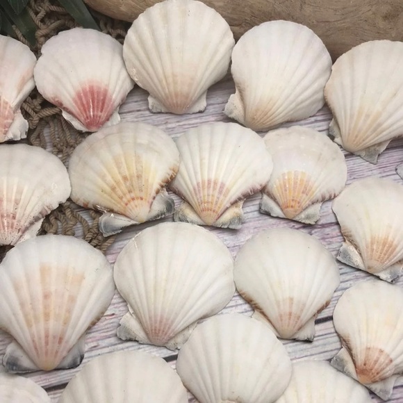 100 Real Seashells Mixed Grab Bag Lot for diy nautical decor or crafting - Picture 6 of 13